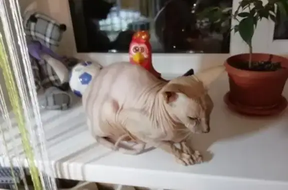 Найдена кошка сфинкса в Муроме