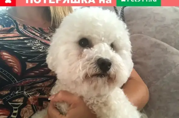 Пропала собака на улице Грибоедова, Тверь