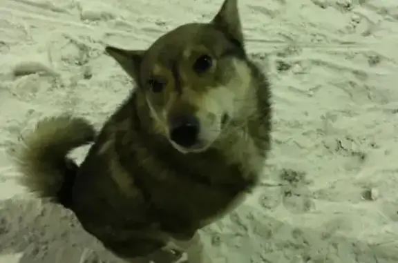 Найдена собака в Ульяновске, район Карбышева