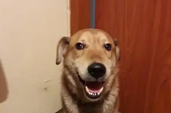 Найдена собака в Тольятти с ошейником и цепью