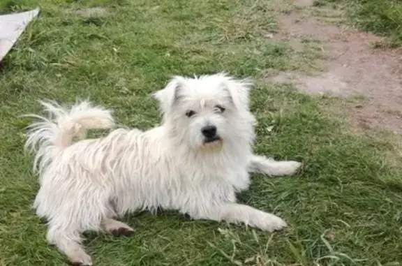 Пропала собака Чип в Бердске