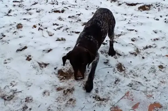Пропала собака в Спас-клепиках, Рязанская область
