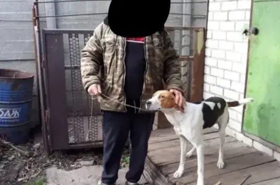 Пропала собака Бой в Навлинском районе, Брянская область.