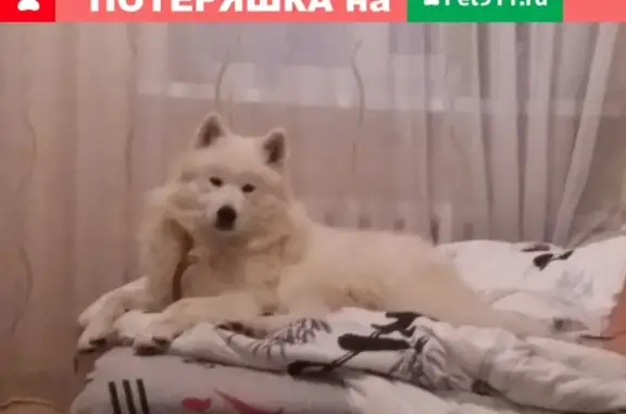 Пропала собака Амур в Севастополе, Балаклава.