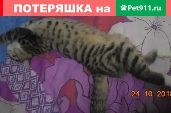 Пропала кошка Таисон на улице Старовского 42, Сыктывкар