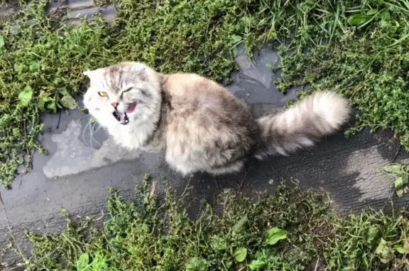 Пропала кошка в районе 8 микрорайона, Красноярский край, Ачинск