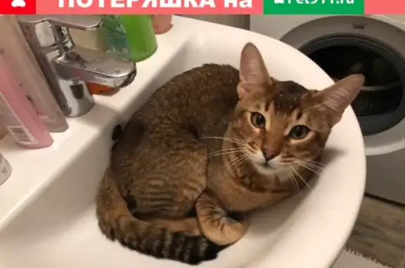 Пропал кот Боня в районе Европейских улочек, Киров