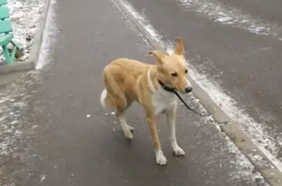 Найдена собака на ул. Куйбышева, 58