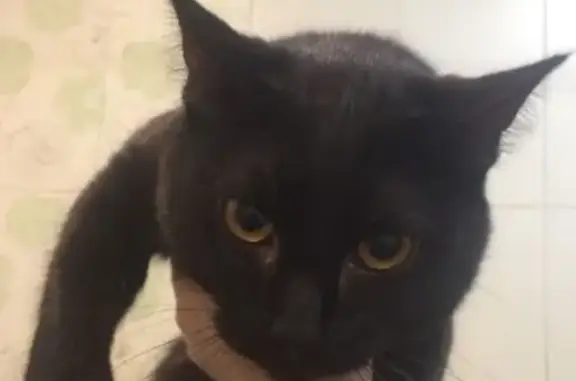 Найден чёрный кот на Уралмаше
