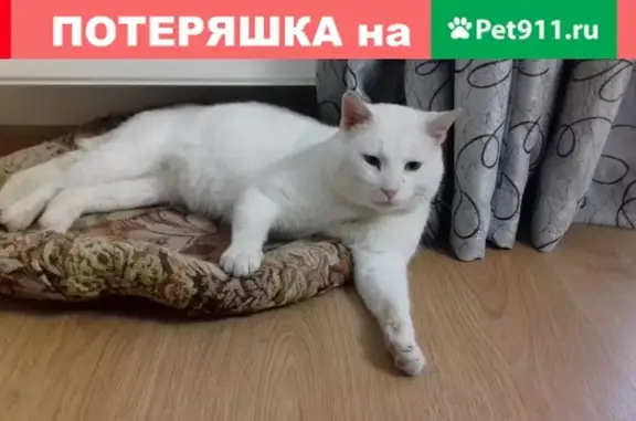 Найден белоснежный кот в СНТ 