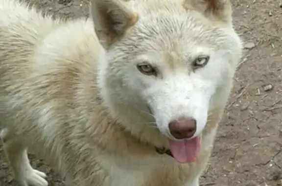 Пропала собака в Кудымкаре, район 1 школы