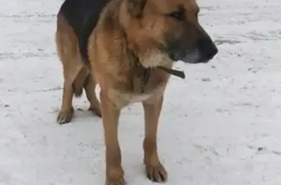 Потерянная собака в Барнауле, ищем хозяина
