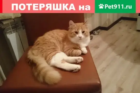 Пропала кошка в СПб, Петродворцовый район