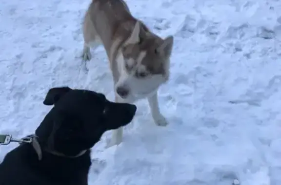 Пропала собака Внимание! Кемерово!