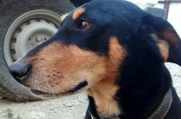 Пропал пёс в Дзержинском районе, Московская область