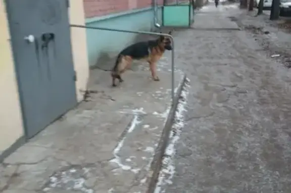 Собака потерялась в Ярославле, ищет хозяина.