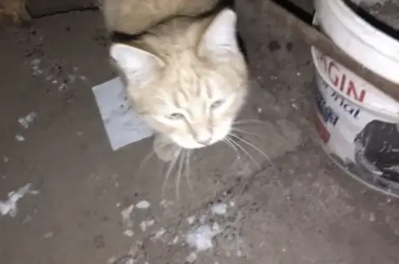 Найдена кошка в Машиностроитель, Ижевск