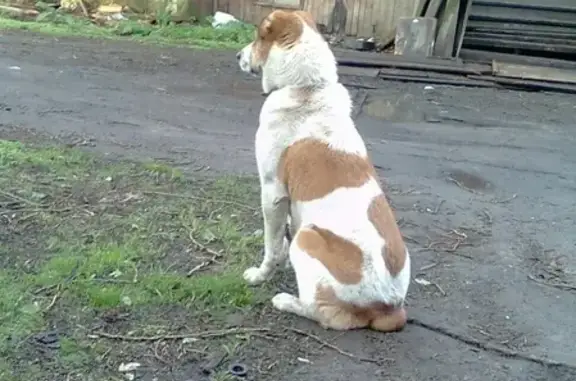 Пропала собака алабай по кличке Яна в п.Динамо, видели в Затоне на левом берегу.