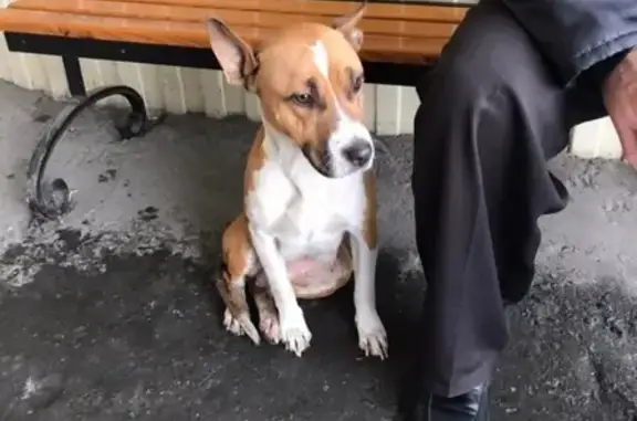 Найдена молодая собака в Воронеже