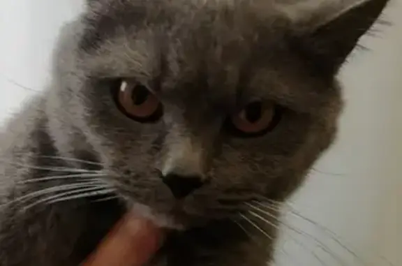 Найдена британская кошка в Бузулуке