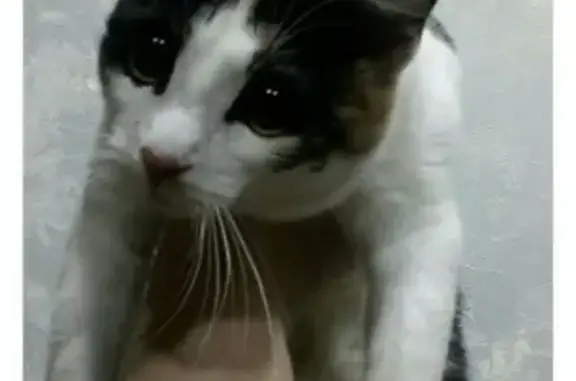 Найдена трехцветная кошка в Сосногорске