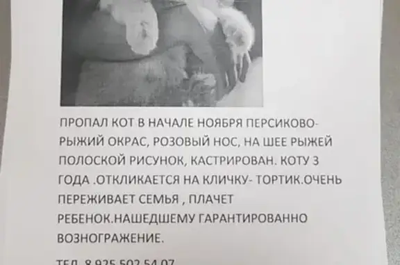 Пропал кот в Гольяново, вознаграждение за найденного, Сергиево-Посадский район