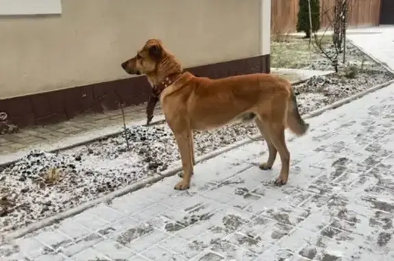 Найдена собака в Селятино, МО, в коричневом ошейнике.
