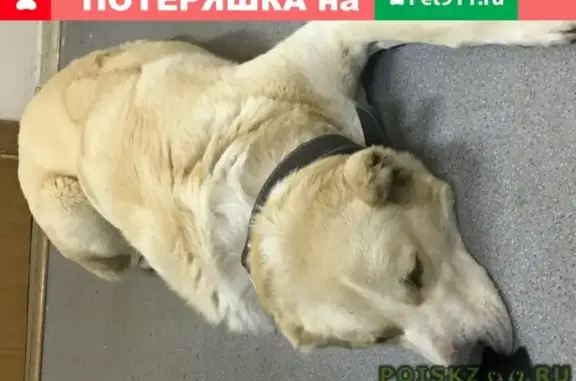Пропала светлая собака в Некрасовке