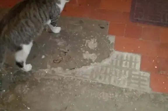 Найдена кошка в Электростали, пр. Южный