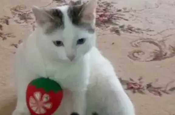 Кошки потеряшки, Набережные Челны, фото: Потеряшка кошка Барсик в Набережных Челнах