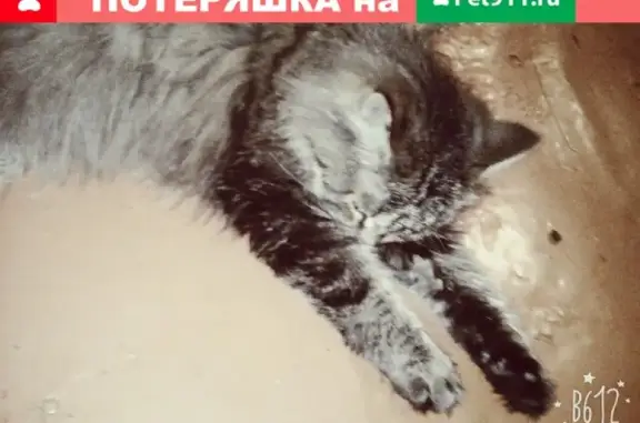 Пропал кот Пушок в районе Вшивки, возможно видели около магазина Натали. Верните или сообщите по телефону.