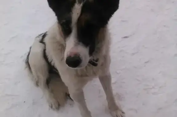 Собака найдена в Назарово, Красноярский край