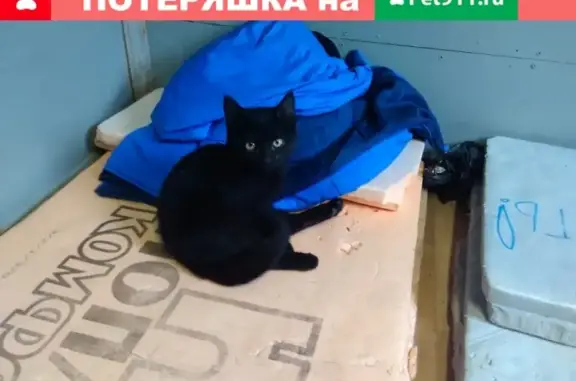 Найдена кошка на стройке в р-не Пашино, ищем дом