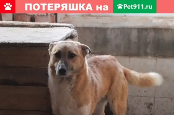 Пропала собака Ласка в аэропорту, ищем в Бутово.
