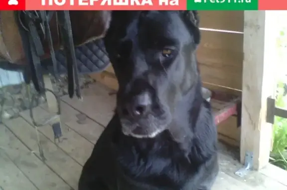 Пропала собака Бакс в Раменском районе