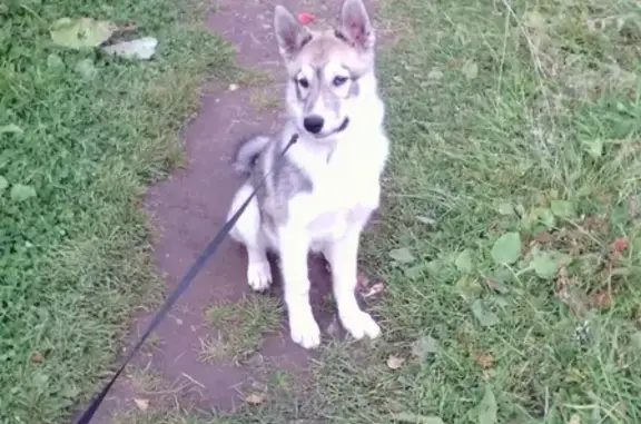 Собаки потеряшки, Шахровка, фото: Потеряшка лайка в районе Каменской дороги, вознаграждение гарантировано