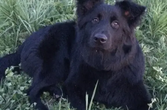 Пропала собака Томас в Ломоносовском районе