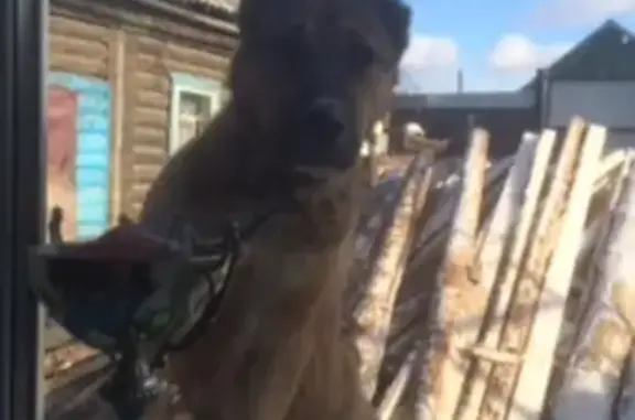 Пропала собака породы 'Среднеазиатская овчарка' в Усолье-Сибирском
