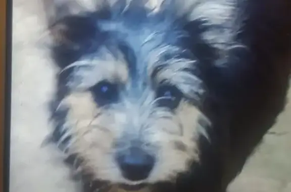 Пропала собака на Клякса 1.11 в Пскове