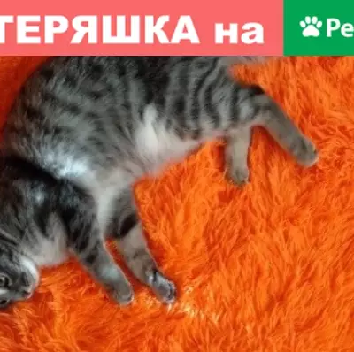 Найдена кошка в Березовском