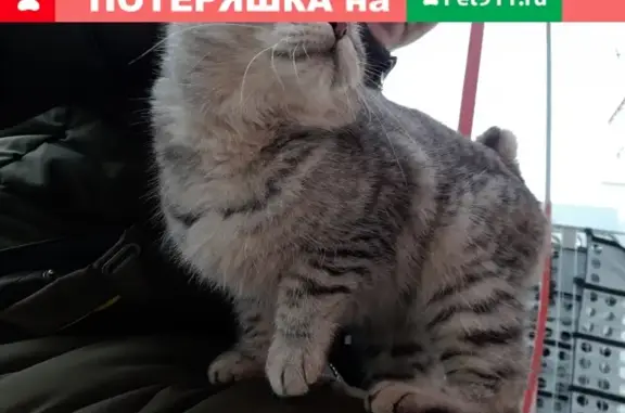 Найдена кошка в Деревне Универсиады, Казань