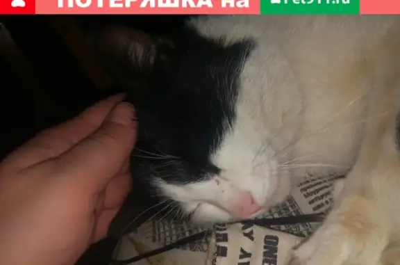 Найден чёрно-белый кот в Иркутске, Зеленый 14