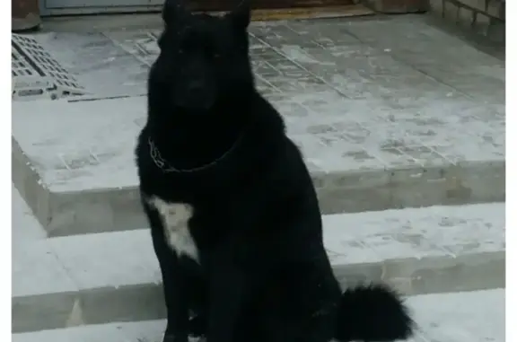 Потерян пёс на Лыжной у Пенсионного фонда в Петрозаводске