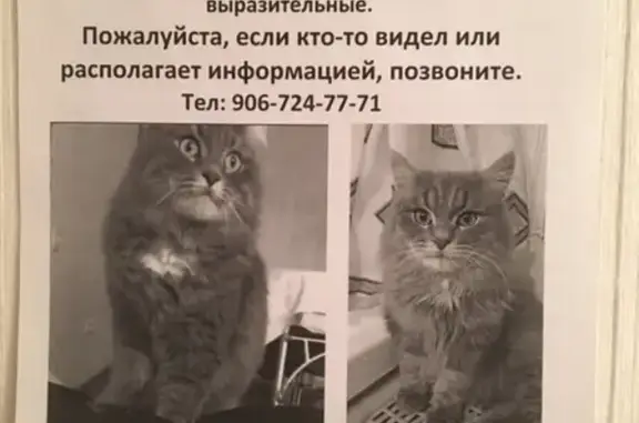 Пропала кошка в Серпухове, помогите найти!