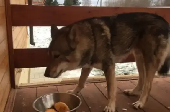 Найдена собака в Вороново, Дмитровский район