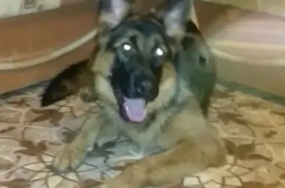 Найдена собака в Талнах, ищем хозяина