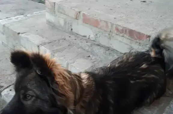 Пропала собака Малыш в Поворино