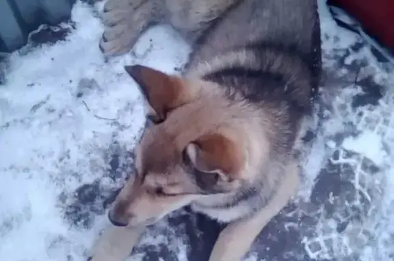 Собака Умка на азс в Сергиевом-Посаде