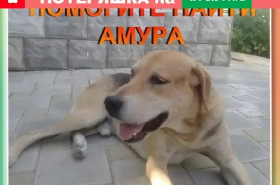 Пропала собака в Васильевке, Краснодарский край