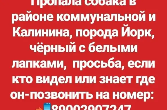 Пропала собака на улице Калинина